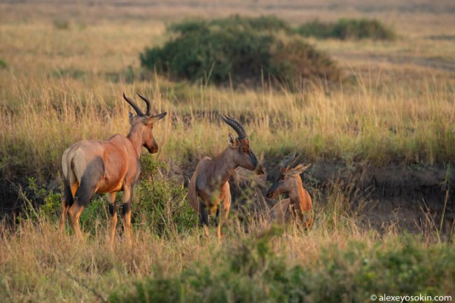Как охотится леопард