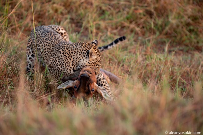 Как охотится леопард