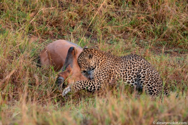 Как охотится леопард