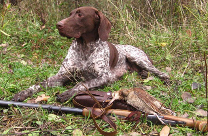 охота на вальдшенпа осенью