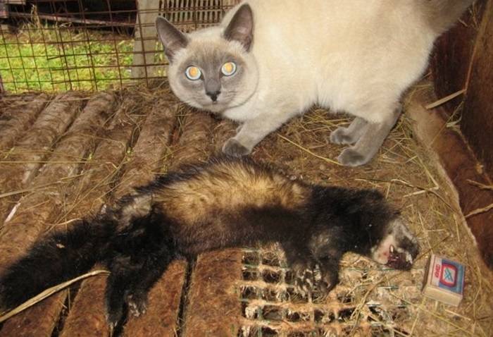 Помощь питомцев от хорька