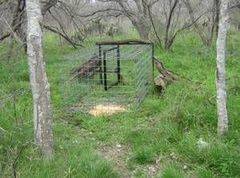 Охота без ружья - особенности и виды