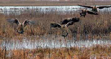 охота на гуся весной на болоте