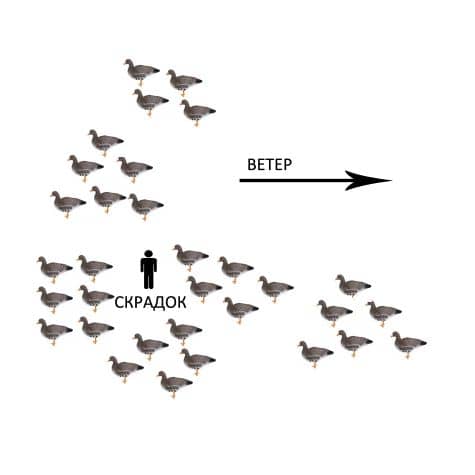 расстановка чучел гусей вокруг скрадка