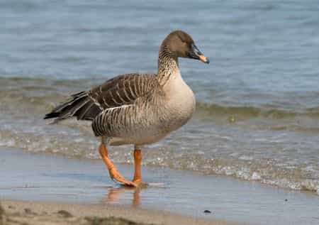 на какие виды гусей разрешена охота