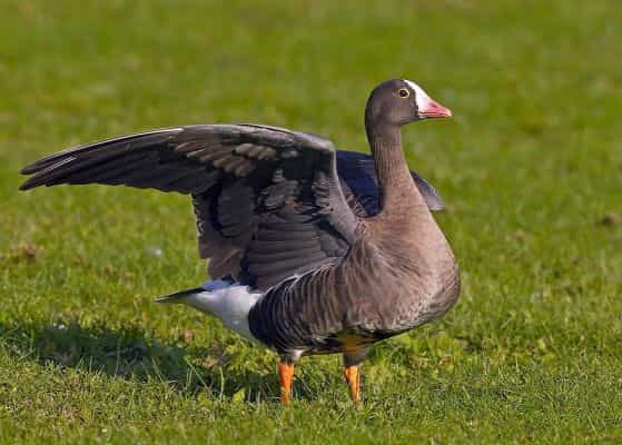 как отличить гуся пискульку