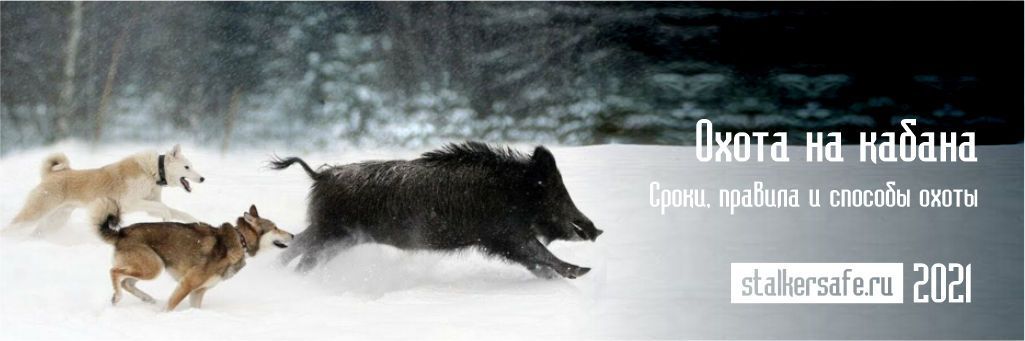 Охота на кабана: сроки, правила и способы охоты