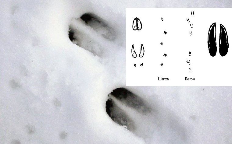 Следы косули