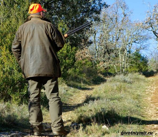 Охота-на-медведя-разными-способами-6