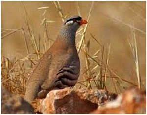 Охота на пустынных куропаток, кекликов