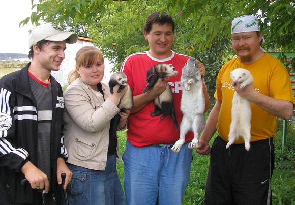 Охота на кроликов с хорьками