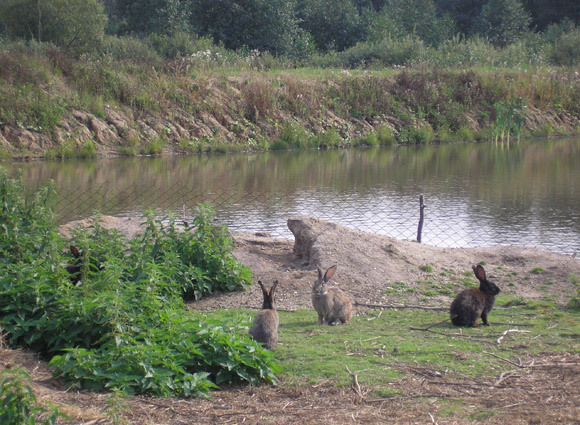 Охота на кроликов с хорьками