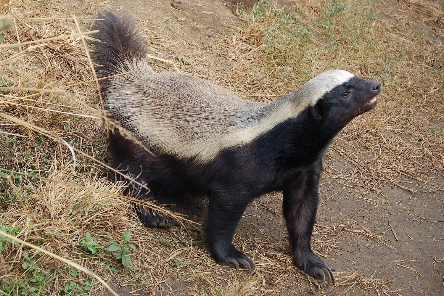 honey badger 3