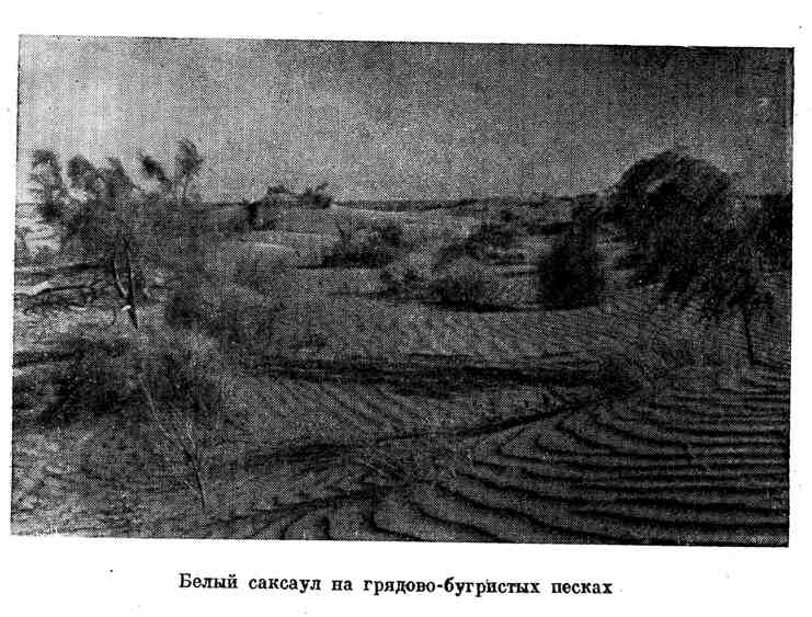 Белый саксаул на грядово-бугристых песках