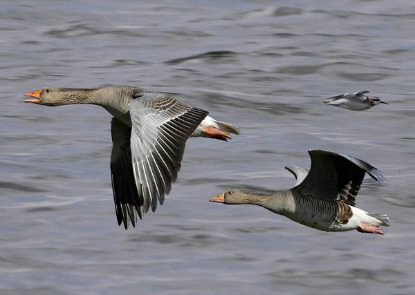 гуси над водой