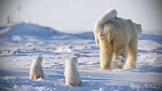 Funny POLAR BEARS ★ Funny & CUTE Polar Bears [Funny Pets](Those polar bears are so cute they melt the ice! Look below for some polar bear jokes :) Subscribe: http://bit.ly/FunnyPetMedia | Facebook: . 2016-11-29T11:00:02.000Z)