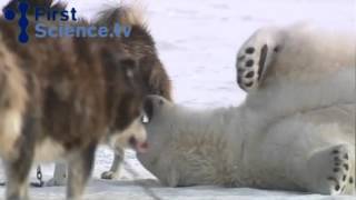 медведь и хаски.flv(, 2012-03-25T18:04:29.000Z)