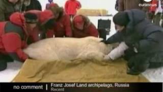 Путин охотится на медведей(Путин и белый медведь., 2010-05-01T16:43:01.000Z)