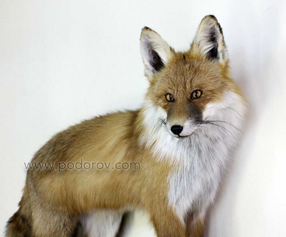 чучело лисы