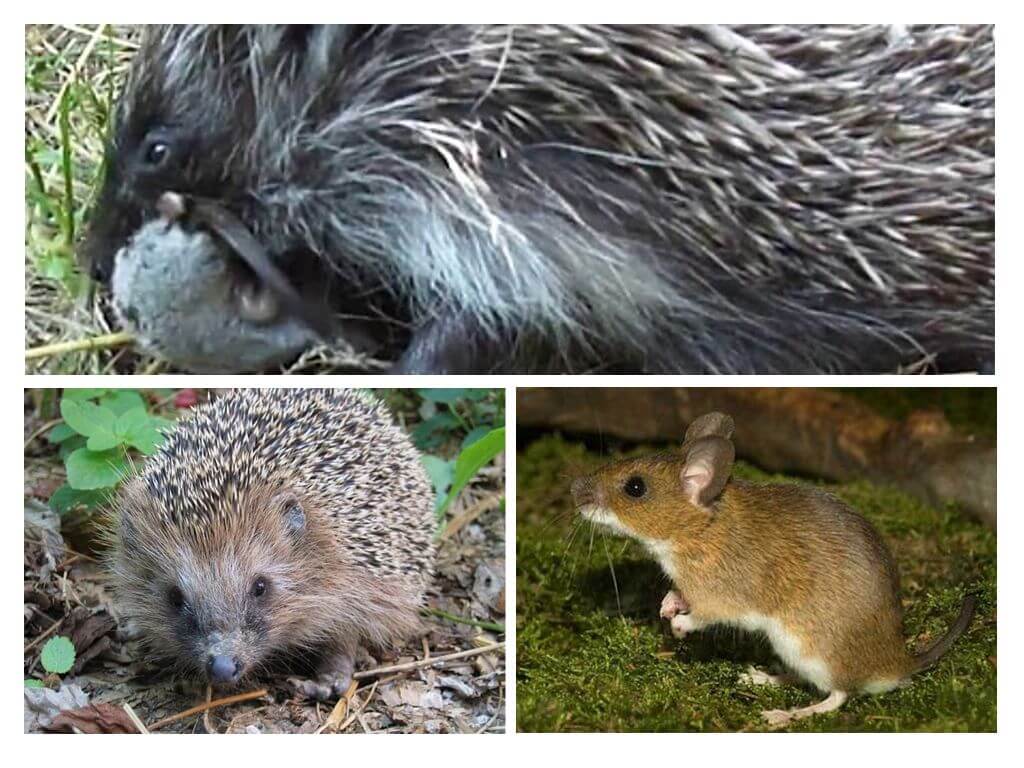Ежи и мыши