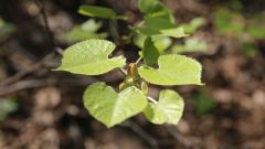 Магические свойства липы