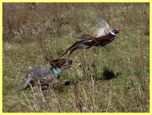 Охота на фазана с собакой