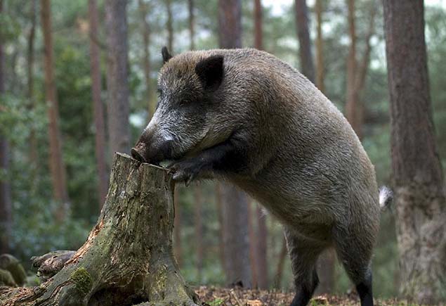 Охота на кабана