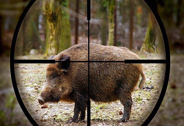 Охота на кабана