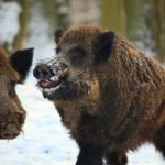 Охота на кабана