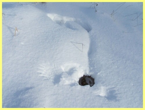 Охота на лунках на тетерева