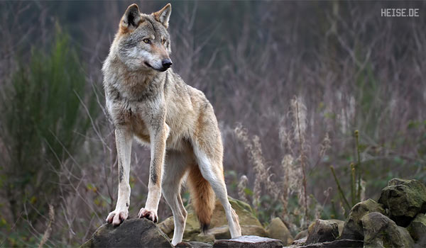 Как охотятся волки