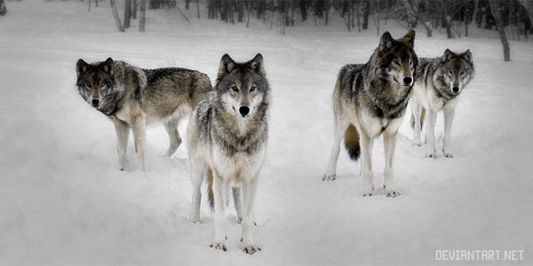 Как охотятся волки