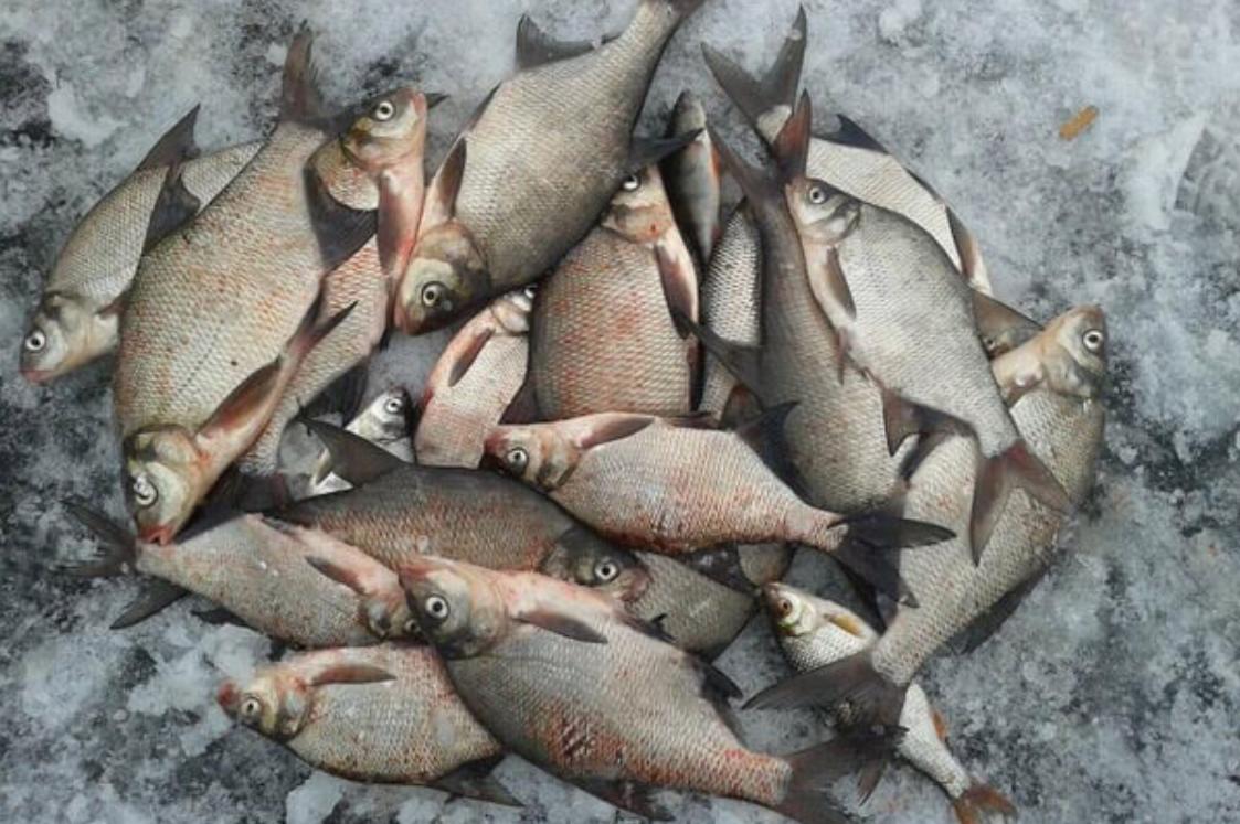 Браконьеры