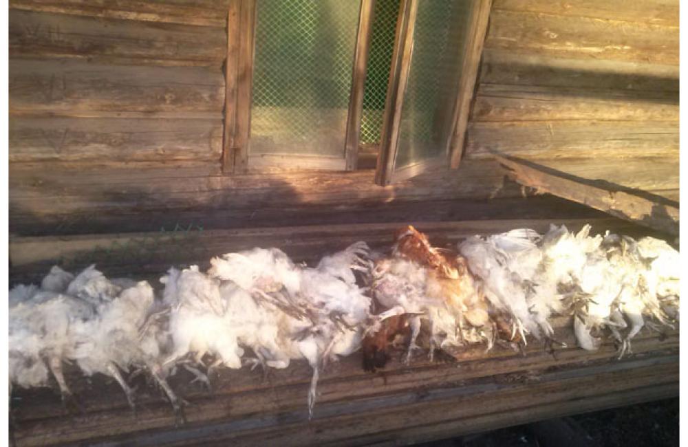 Убитые куры