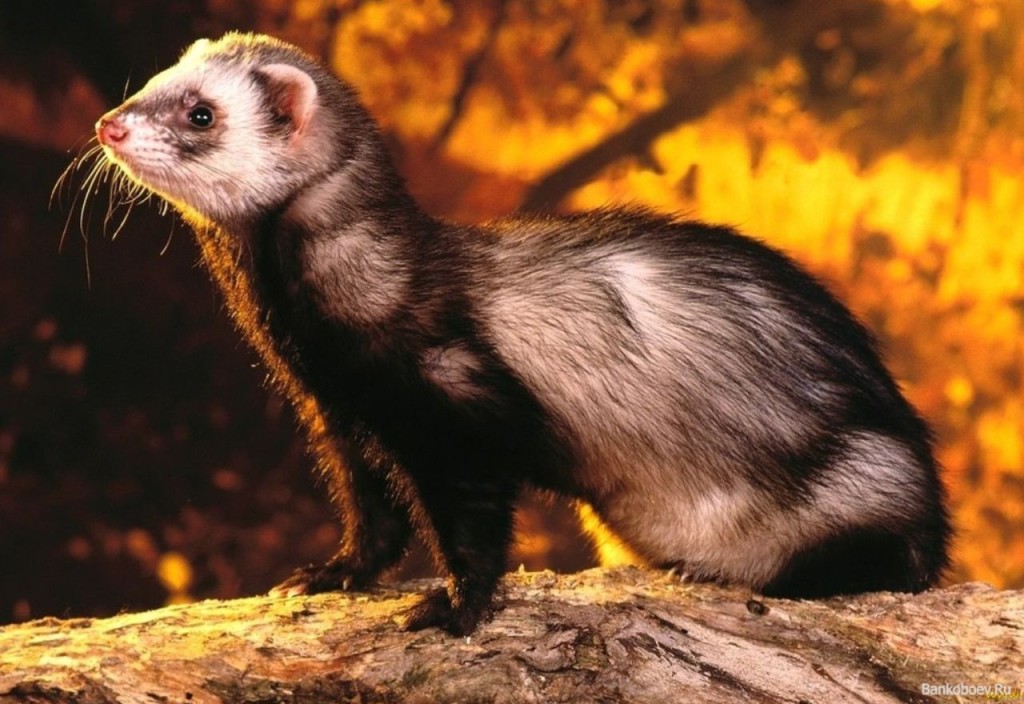 Дикий хорек