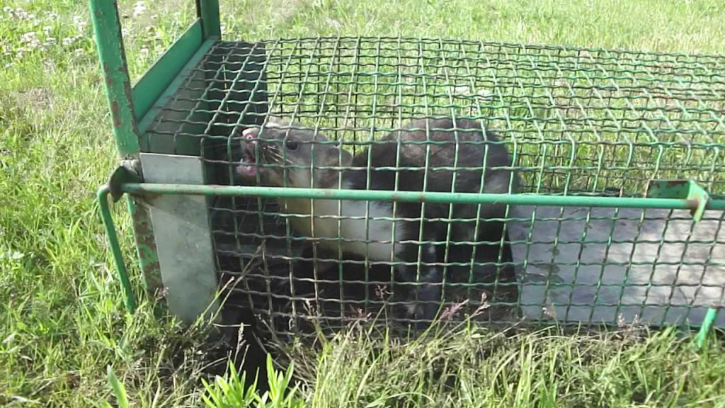 Хорек в ловушке