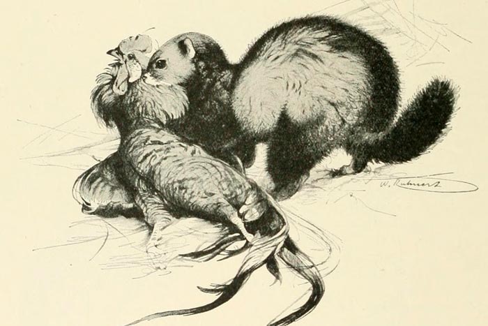 хорек поймал курицу