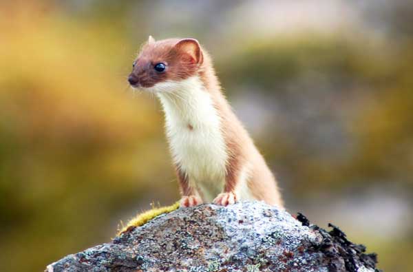 Выглядывает из-за камня 