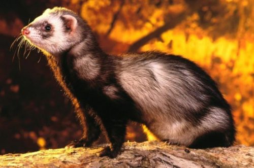 Хорек на воле