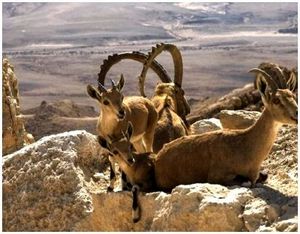 Как правильно охотиться на диких коз?