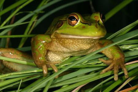 лягушка травяная