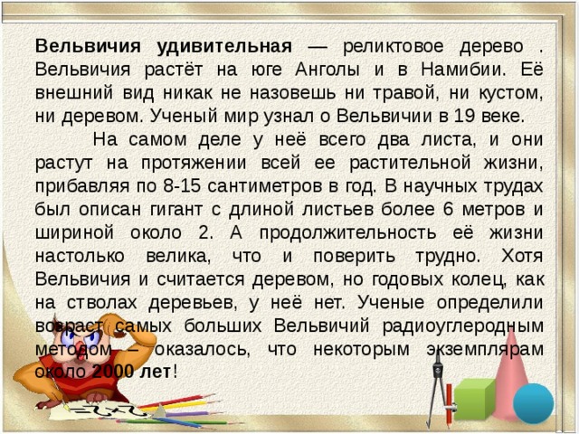 Вельвичия удивительная — реликтовое дерево . Вельвичия растёт на юге Анголы и в Намибии. Её внешний вид никак не назовешь ни травой, ни кустом, ни деревом. Ученый мир узнал о Вельвичии в 19 веке. На самом деле у неё всего два листа, и они растут на протяжении всей ее растительной жизни, прибавляя по 8-15 сантиметров в год. В научных трудах был описан гигант с длиной листьев более 6 метров и шириной около 2. А продолжительность её жизни настолько велика, что и поверить трудно. Хотя Вельвичия и считается деревом, но годовых колец, как на стволах деревьев, у неё нет. Ученые определили возраст самых больших Вельвичий радиоуглеродным методом – оказалось, что некоторым экземплярам около 2000 лет ! 
