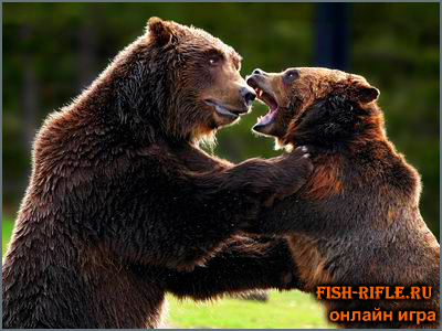 Охота на медведя