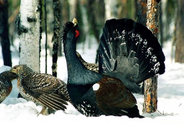 охота на глухаря