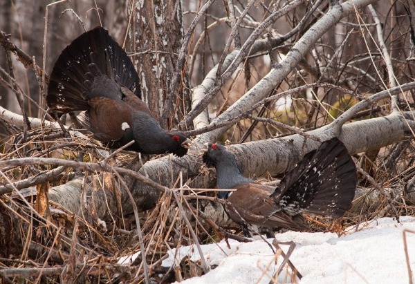 охота на глухаря