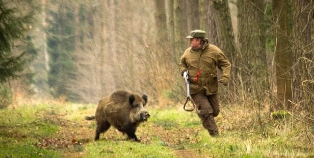 охота на кабана