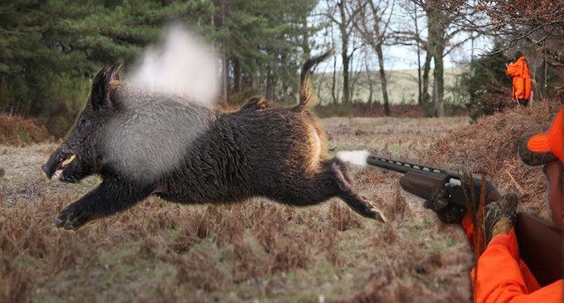 охота на кабана