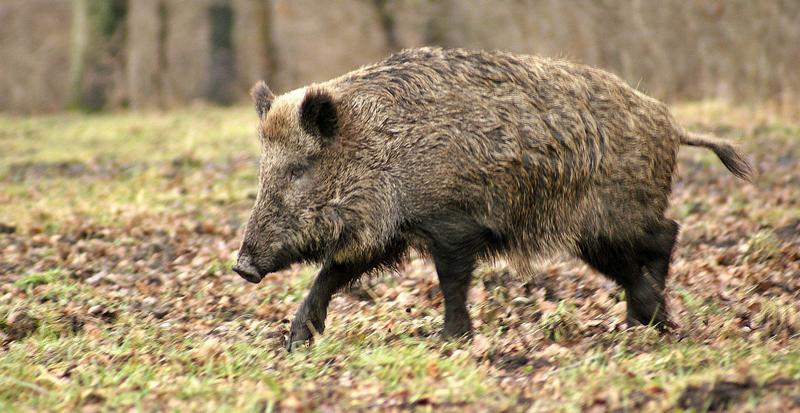 Кабан в осенний период