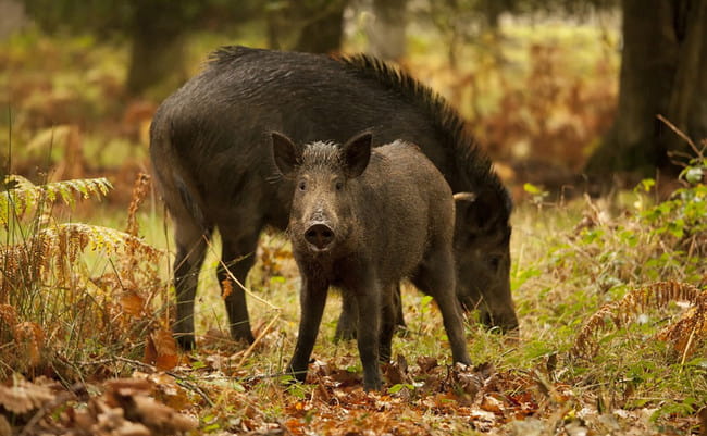 Питание кабана осенью