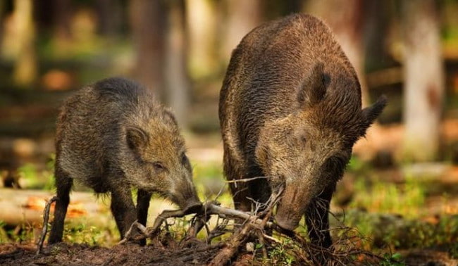 Летнее питание